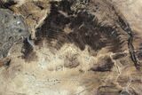 Petrified Wood Slab (Juniper) -Nevada #103042-1